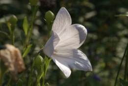 Platycodon grandiflorus 'Albus'Ballonklokje bestellen